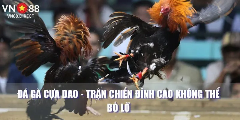 Đá Gà Cựa Dao - Trận Chiến Đỉnh Cao Không Thể Bỏ Lỡ